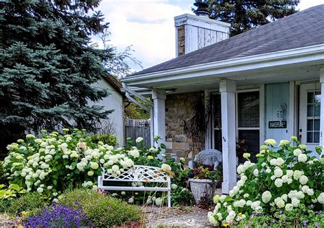 Annabelle Hydrangeas – The Gardener Wife