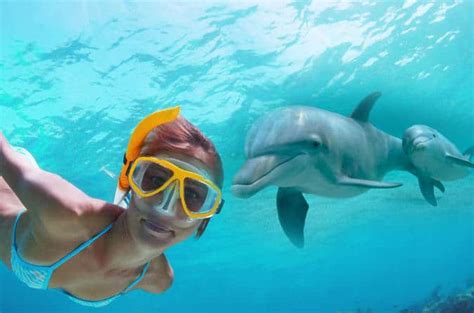 Live Your Aloha: The Top 7 Swimming with Dolphin Tours in Hawaii