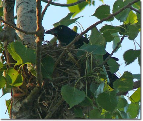 Backyard Bird Cam - Common Grackle female at the nest