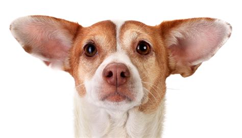 Your Dog's Ears: To Pluck or Not to Pluck | Sarasota Dog
