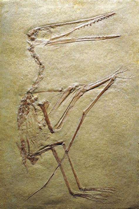 Pterosaur Fossil Photograph by Chris Hellier