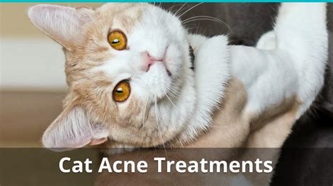 Cat Acne: What Is Feline Chin Acne And What Is The Right Treatment?