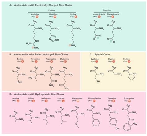 Amino Acids Classification