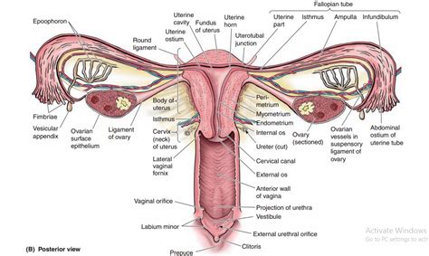 Anatomy of Ovaries