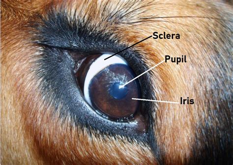 Whale Eye in Dogs: Why Dogs Show the White of Their Eyes - PetHelpful