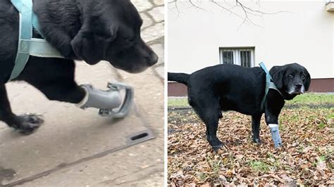 Student builds 3D prostheses for injured dogs that give them new life