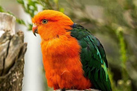 Australian King Parrot 25924718 Stock Photo at Vecteezy