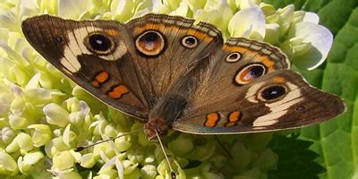 Common Buckeye Butterfly, photos, size, characteristics, host plants ...