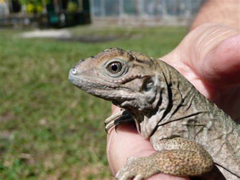 Rhinoceros Iguana or Geochelone Gigantea