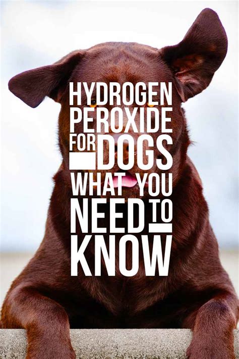 How To Clean Dog Ears Hydrogen Peroxide