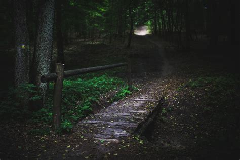 Free Images : tree, forest, path, light, wood, night, sunlight, texture, leaf, atmosphere, dark ...