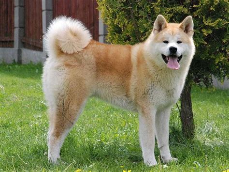 Akita Inu - Giống Chó Hoàng Gia Đến Từ Nhật Bản | Siêu Pet