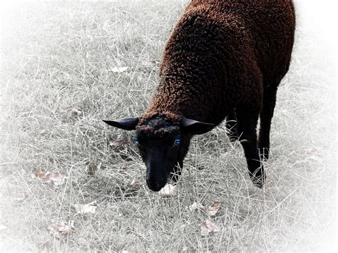 brown sheep free image | Peakpx