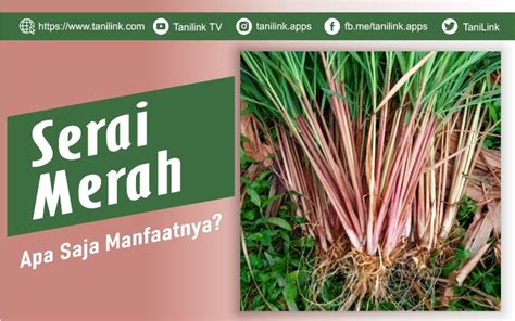 Serai Merah dan Manfaatnya Sebagai Minuman Herbal