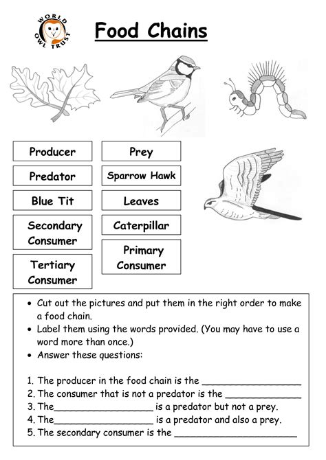 Food Chain Worksheet 1st Grade Pdf