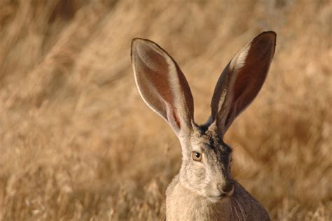 Free picture: black, tailed, jackrabbit, up-close, face