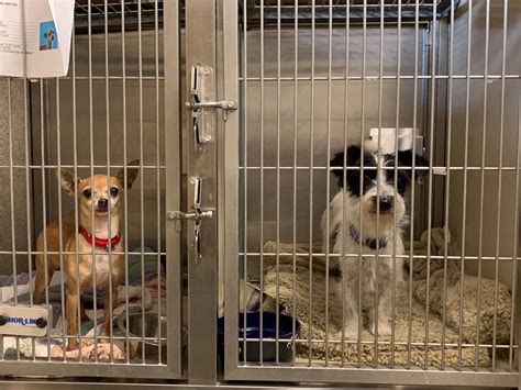 Palm Springs Animal Shelter Pleading for Help – NBC Palm Springs