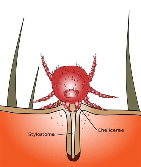 Clover Mites Vs Chiggers: Are They The Same Thing? – WhatBugIsThat