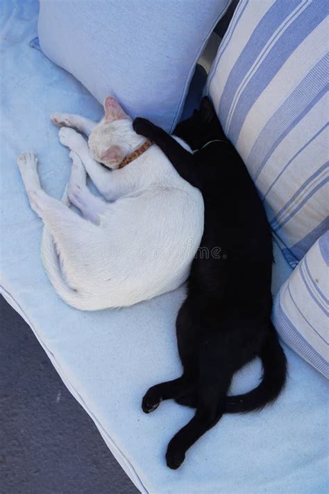 Black Cat and White Cat Cuddling on a Couch Stock Photo - Image of buddies, pillows: 210402546