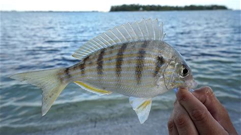 EXPENIVE SECRET! Bait and Tackle Shops DON'T Want YOU to KNOW! How to Catch Pinfish- Tackle Tuesday