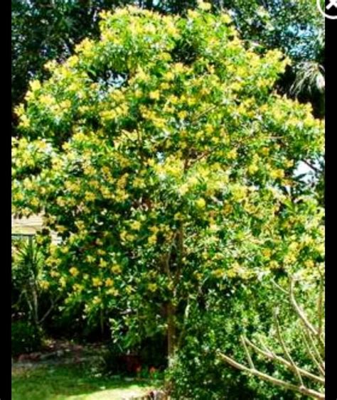 Australian frangipani tree | Backyard plants, Shade trees, Garden ...