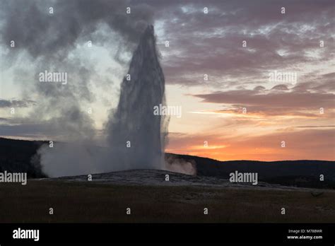 Old Faithful eruption at sunset Stock Photo - Alamy