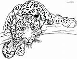 Jaguar Coloring Pages Colouring Kids Animal Animals Line Jaguars  sketch template
