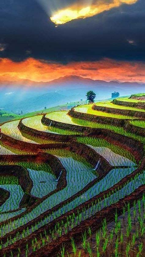 Rice terraces in Chiang Mai, Thailand | Chiang mai, Picturesque, Cool pictures