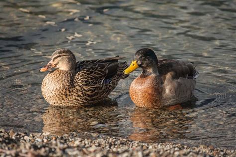 Male and female mallard stock photo. Image of shoreline - 43622184