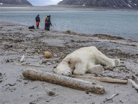 Polar bears do not outnumber people in Svalbard and the backlash against ecotourism over a ...