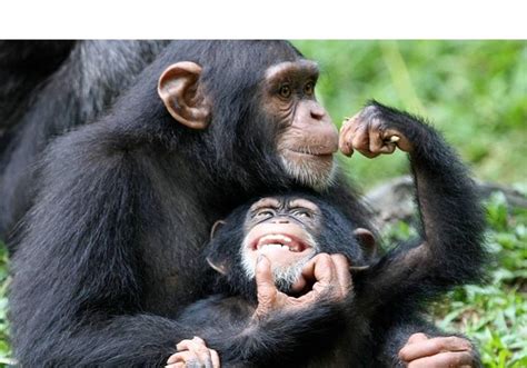 See this lovely baby and mother chimpanzee : chimpanzees