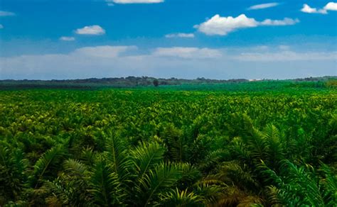 Palm Oil News - 4 Policy Breakthroughs for Indonesia’s Palm Oil to Re-get Its Glory