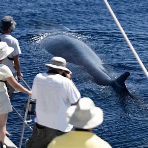 Cape Cod Whale Watching - Seasons, Cruises, What to Bring and More!