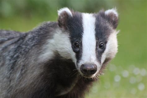 Government announce plans to phase out Badger Cull - Animal Aid