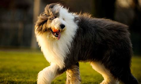 How Smart Are Old English Sheepdogs