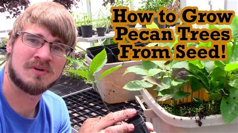 How to Grow Pecan Trees From Seed! - YouTube