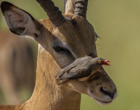 Gallery - Wildlife Camp Zambia