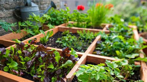 What is square foot gardening? Experts explain this space-saving method for growing veggies