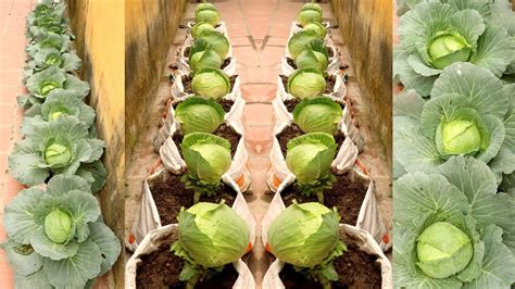 Brilliant Idea | Growing Cabbage at Home, easy for Beginners | TEO Garden Growing Cabbage ...