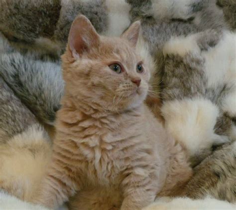 Selkirk rex kittens | in Croydon, London | Gumtree