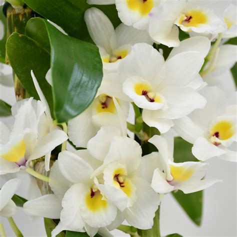 White Dendrobium Orchid | Orchids Delivered | Moyses Stevens Flowers