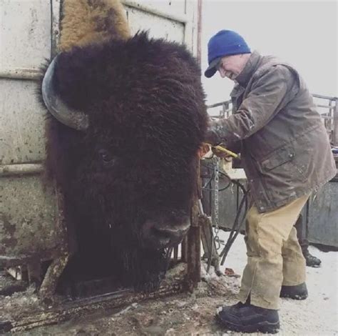 Just a reminder how big American Bison are. An *average* bison getting an ear tag. : r/AbsoluteUnits