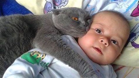 Cats Protecting Babies Videos Compilation 2019 😸 Cat Loves Babies ...