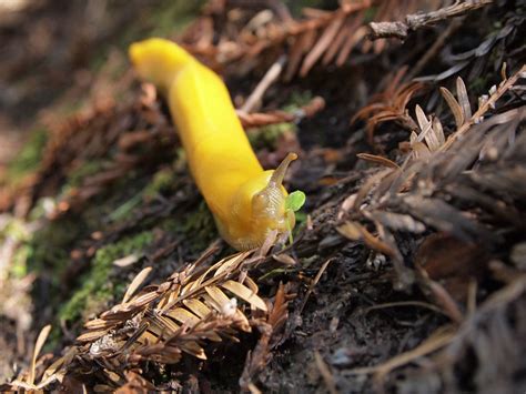 File:Banana Slug Eating.jpeg - Wikimedia Commons