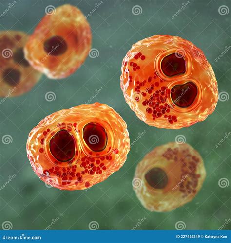 Cytomegalovirus CMV in Human Cell, Owl S Eye Inclusion in Nucleus Stock Illustration ...