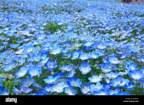 Ibaraki Prefecture, Japan Stock Photo - Alamy