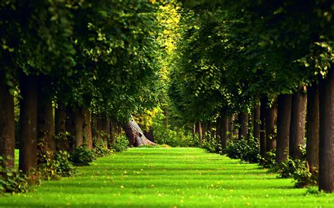 Vintage Forest Wallpaper ~ Landscape, Nature, Path, Bamboo, Trees ...