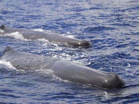 Whale watching in the Azores | Responsible Travel