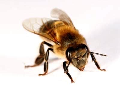 What is bee in South Africa || BeeKeeping