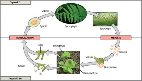 Asexual Reproduction In Plants Diagram